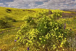 Narrowleaf: Narrowleaf / Interior Goldenbush - in Cottonwood Canyon