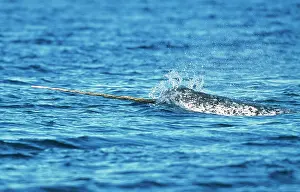 Monodon: Narwhal