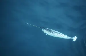 Monodon: Narwhal - aerial shot