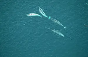 Monodon: NARWHAL - aerial view