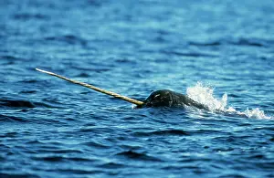 Monodon: Narwhal - head & tusk, out of water