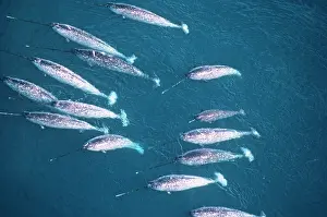 Monodon: Narwhal - shoal, aerial shot