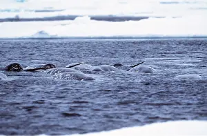 Narwhals: Narwhals - group swimming