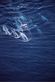 Baffin: Narwhals - group swmiming, aerial