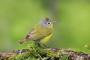 Ruficapilla: Nashville Warbler