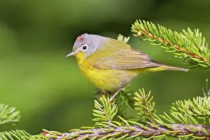 Ruficapilla: Nashville Warbler
