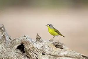 Vermivora: Nashville Warbler