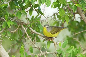 Vermivora: Nashville Warbler