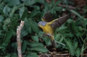 Parulidae: Nashville Warbler