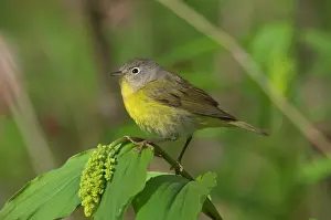 Ruficapilla: Nashville Warbler - On what is likely a False Solomon's-seal