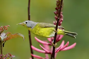 Nashville: Nashville Warbler - male on migration
