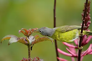 Nashville: Nashville Warbler - male on migration