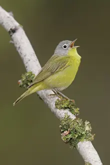 Ruficapilla: Nashville Warbler - in spring plumage on breeding ground