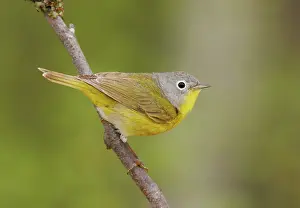 Ruficapilla: Nashville Warbler - in spring plumage on breeding ground