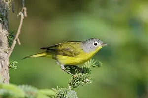 Ruficapilla: Nashville Warbler - in spring plumage on breeding ground