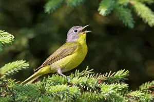 Ruficapilla: Nashville Warbler - in spring plumage on breeding ground
