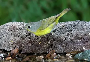Parulidae: Nashville Warbler (Vermivora ruficapilla)