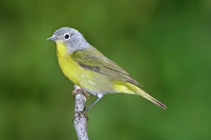 Parulidae: Nashville Warbler (Vermivora ruficapilla)
