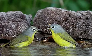 Parulidae: Nashville Warblers (Vermivora ruficapilla)