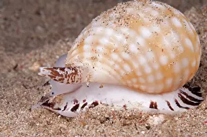 Flores: Nassa Mud Snail
