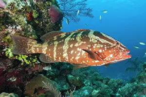 Queen: Nassau grouper (Epinephelus striatus), gardens of