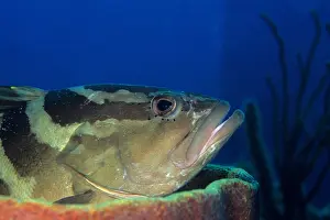 Carribean: Nassau grouper Epinephelus striatus Isla de la Juventud Cuba