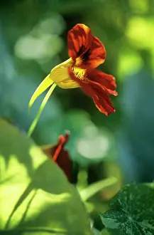 Spicy: Nasturtium