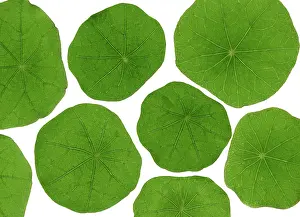Spicy: Nasturtium