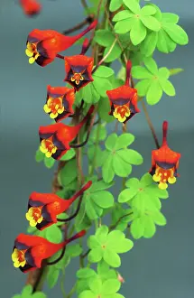 Tropaeolum: Nasturtium