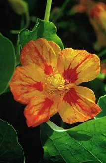 Cress: Nasturtium