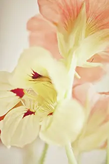 Flavoring: Nasturtium