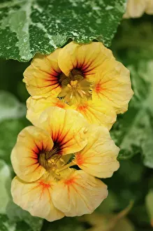 Flavoring: Nasturtium