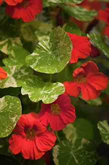 Flavoring: Nasturtium