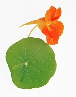 Cress: Nasturtium