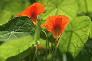 Flavoring: Nasturtium