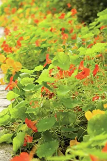 Pathway: Nasturtium