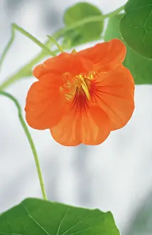 Salad: Nasturtium