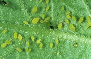Aphis: Nasturtium aphid