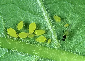 Aphis: Nasturtium aphid