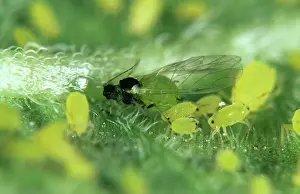 Aphis: Nasturtium aphids