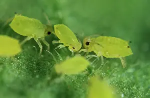 Aphis: Nasturtium aphids