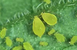 Aphis: Nasturtium aphids