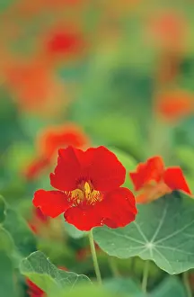 Majus: Nasturtium Flower