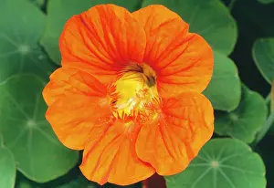Majus: Nasturtium Flower