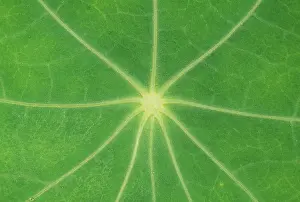 Veins: Nasturtium Leaf - in close-up