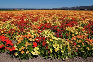 Floriculture: Nasturtium Seed Crop