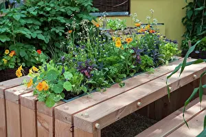 Colo: Nasturtium, Tropaeolum majus Alaska Salmon orange