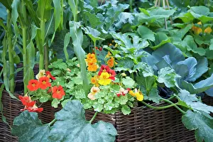 Colo: Nasturtium, Tropaeolum majus Alaska Salmon orange