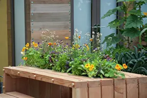 Colo: Nasturtium, Tropaeolum majus Alaska Salmon orange