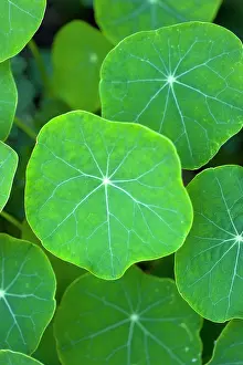 Cress: Nasturtium, Tropaeolum majus, Close up of green